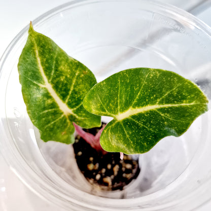 Alocasia Macrorrhiza New Guinea Gold Variegated plug plant