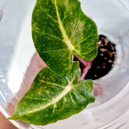 Alocasia Macrorrhiza New Guinea Gold Variegated plug plant