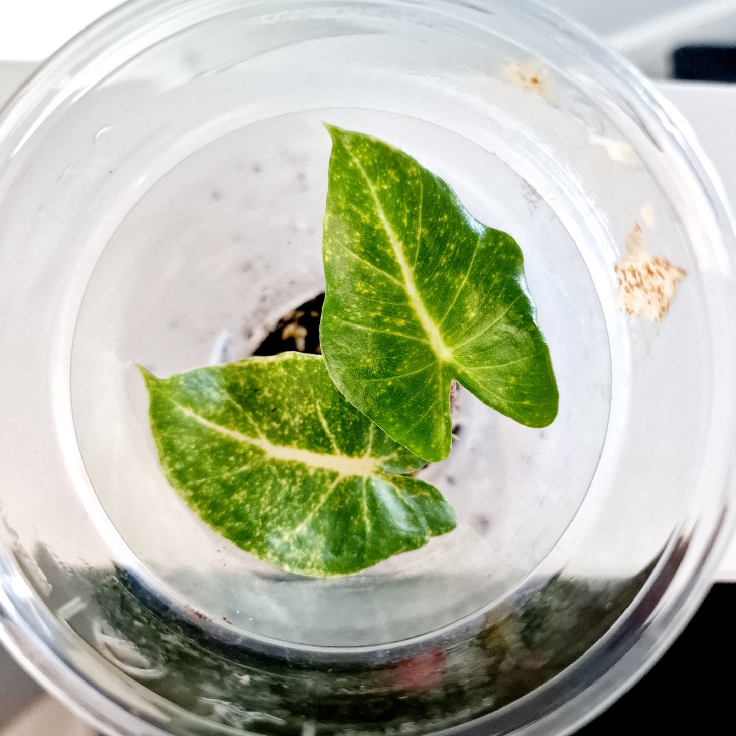 Alocasia Macrorrhiza New Guinea Gold Variegated plug plant