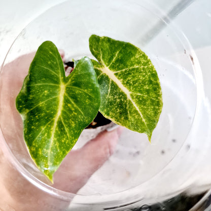 Alocasia Macrorrhiza New Guinea Gold Variegated plug plant