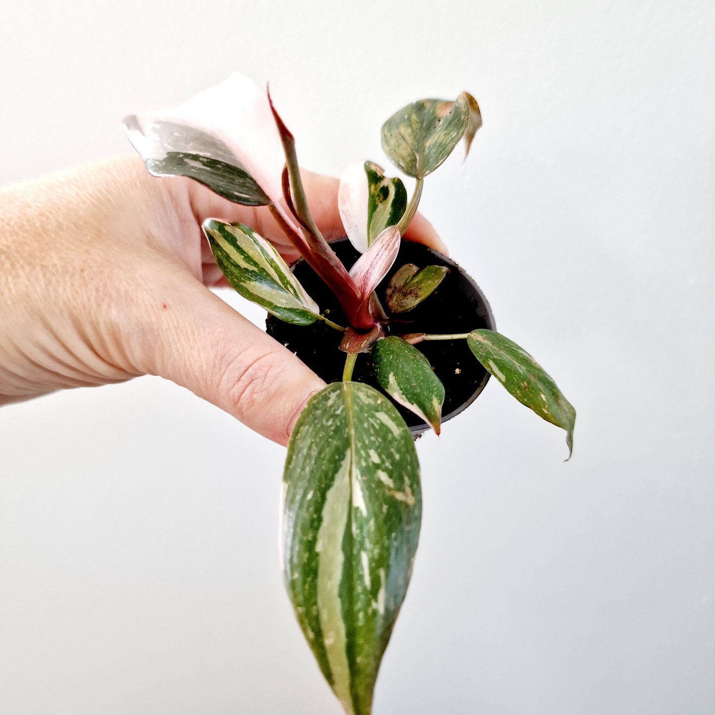 Philodendron Red Anderson Houseplant 6cm pot (3)