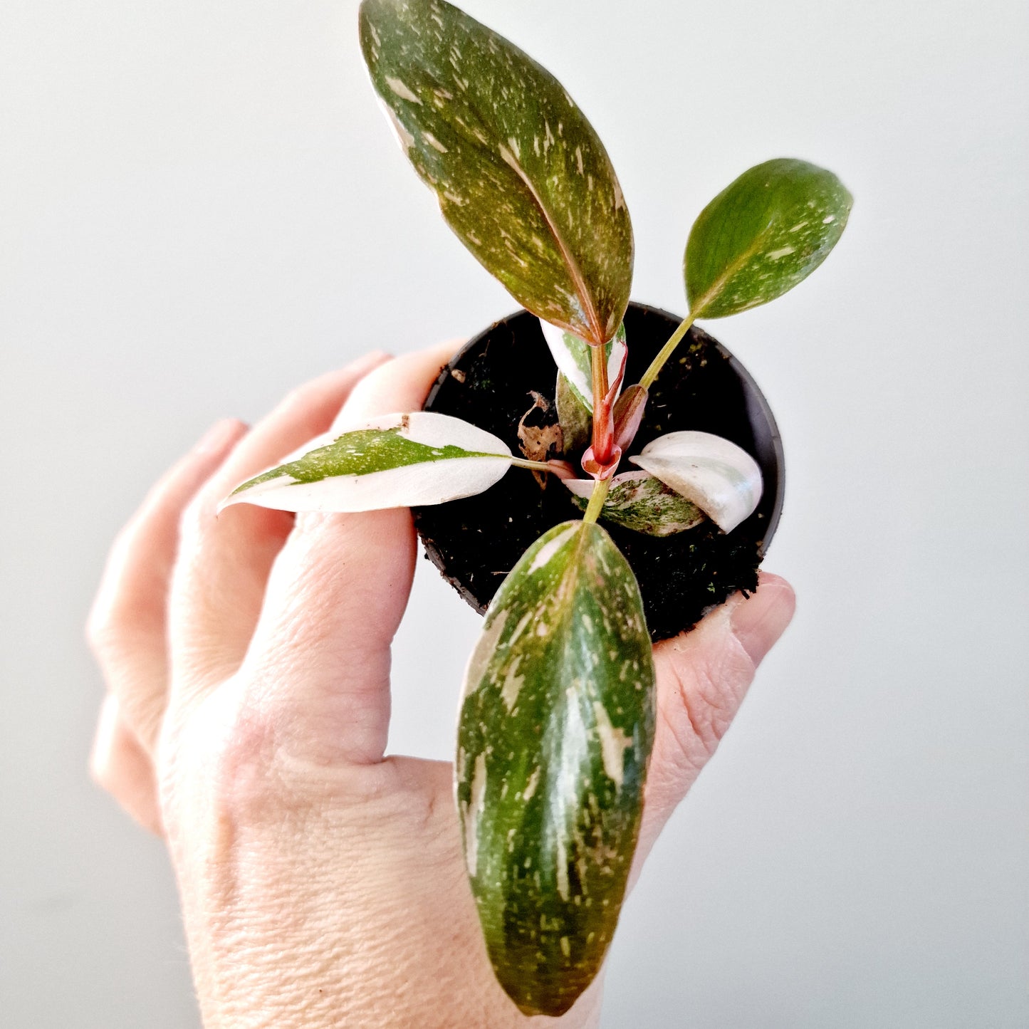 Philodendron Red Anderson Houseplant 6cm pot (9)