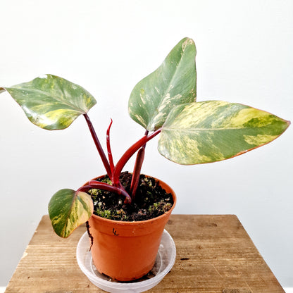 Philodendron Strawberry Shake Rare Houseplant 14cm pot (4)