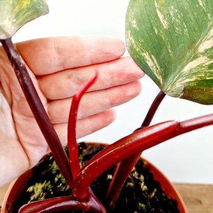 Philodendron Strawberry Shake Rare Houseplant 14cm pot (4)