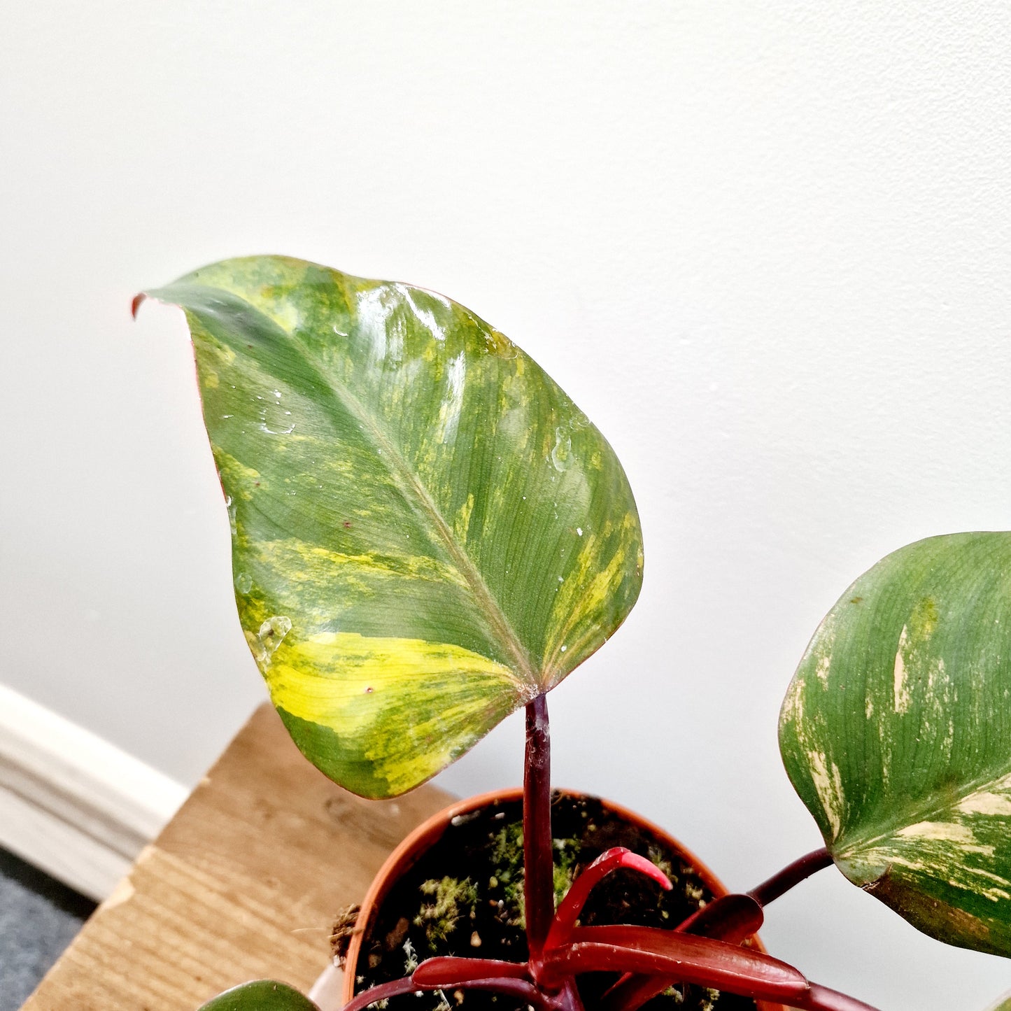 Philodendron Strawberry Shake Rare Houseplant 14cm pot (4)