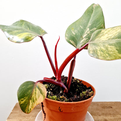 Philodendron Strawberry Shake Rare Houseplant 14cm pot (4)