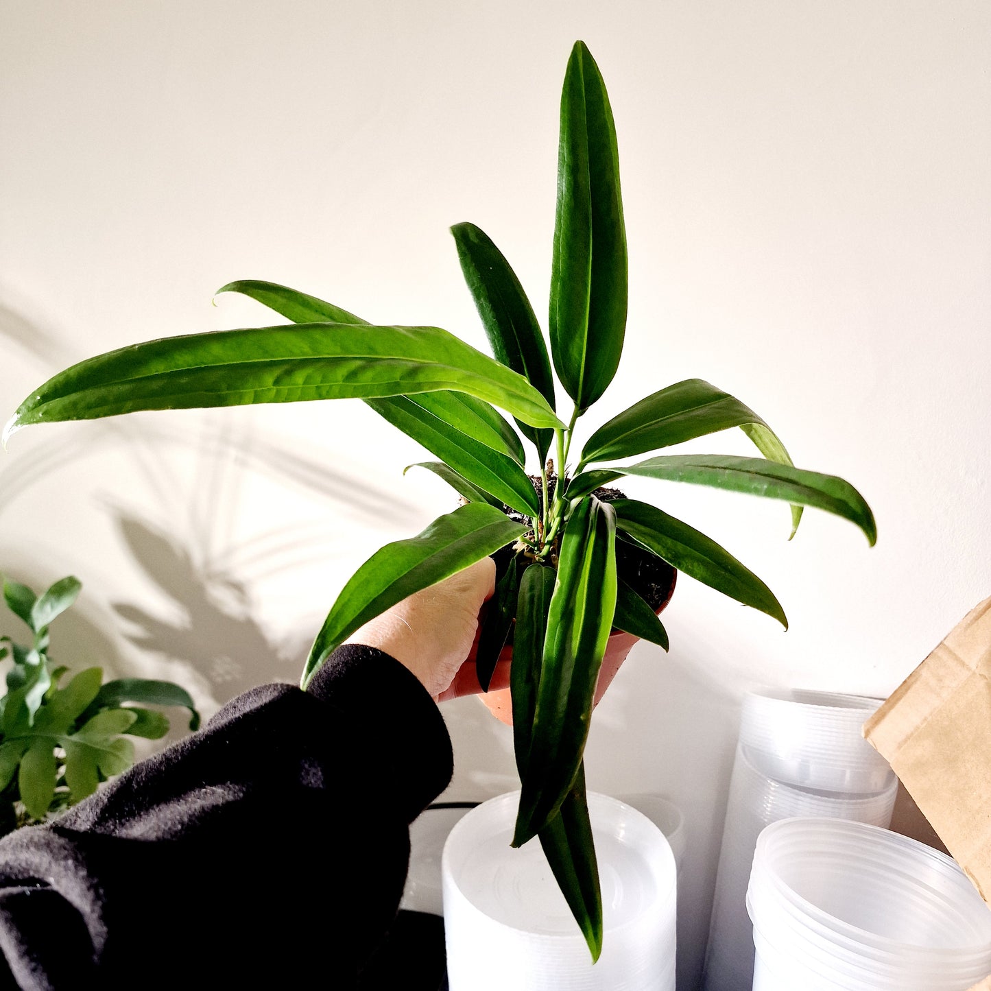 Anthurium Vittarifolium Rare Houseplant 12cm pot