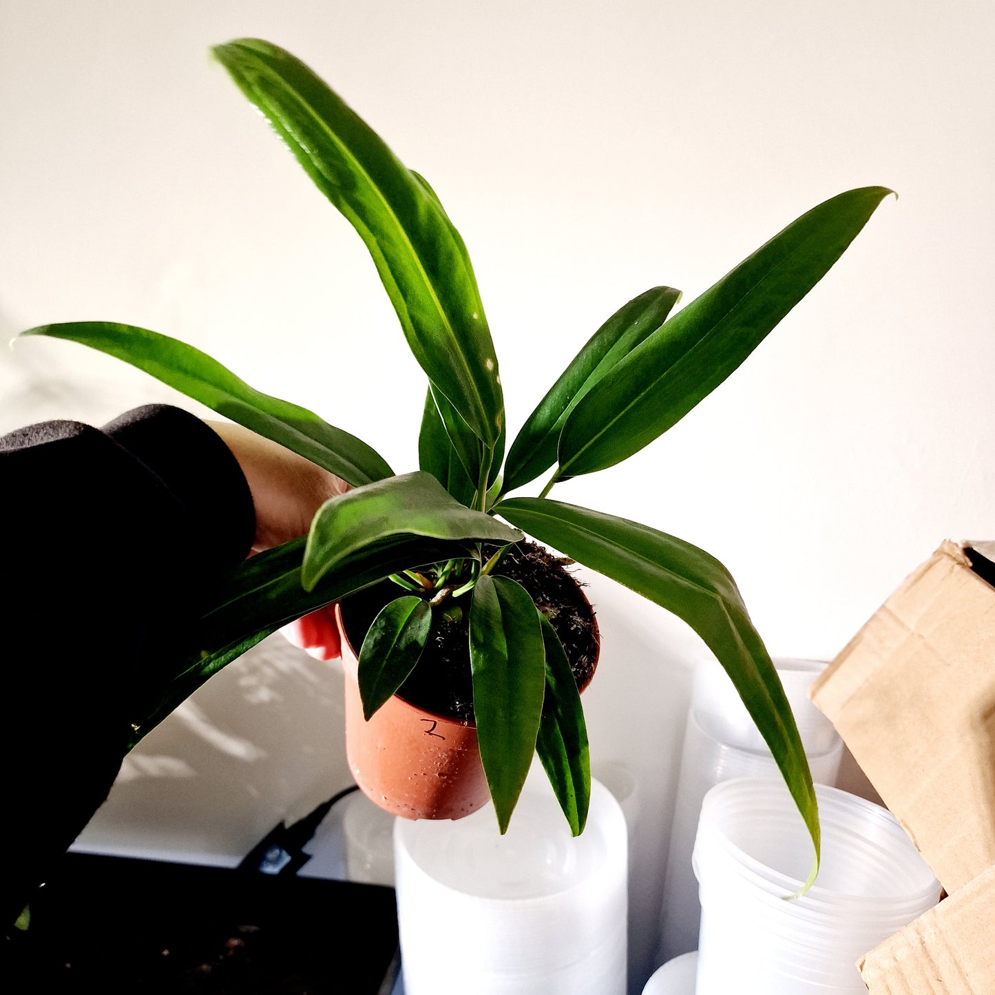 Anthurium Vittarifolium Rare Houseplant 12cm pot