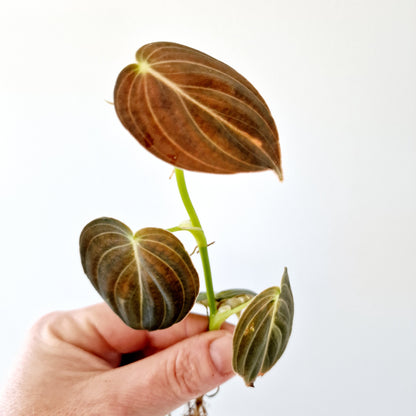 Philodendron Pink Mican Variegated rooted cutting