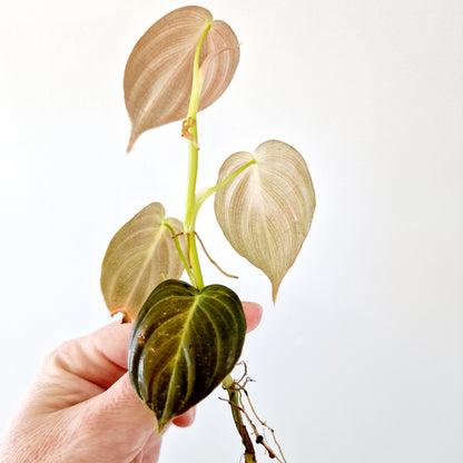 Philodendron Pink Mican Variegated rooted cutting