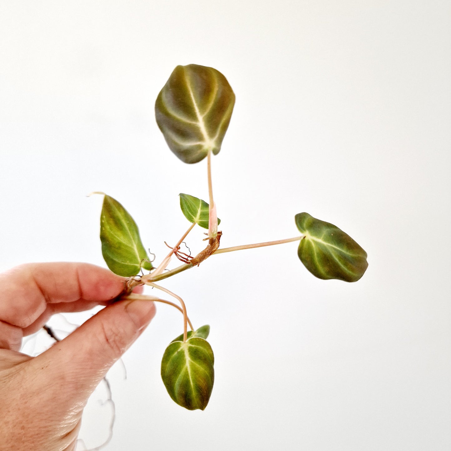 Philodendron Mican Variegated rooted cutting