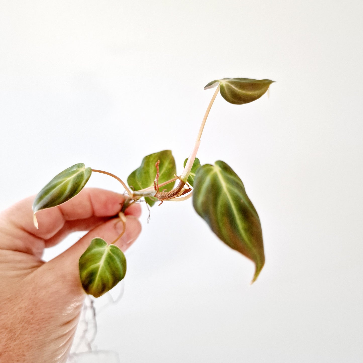 Philodendron Mican Variegated rooted cutting