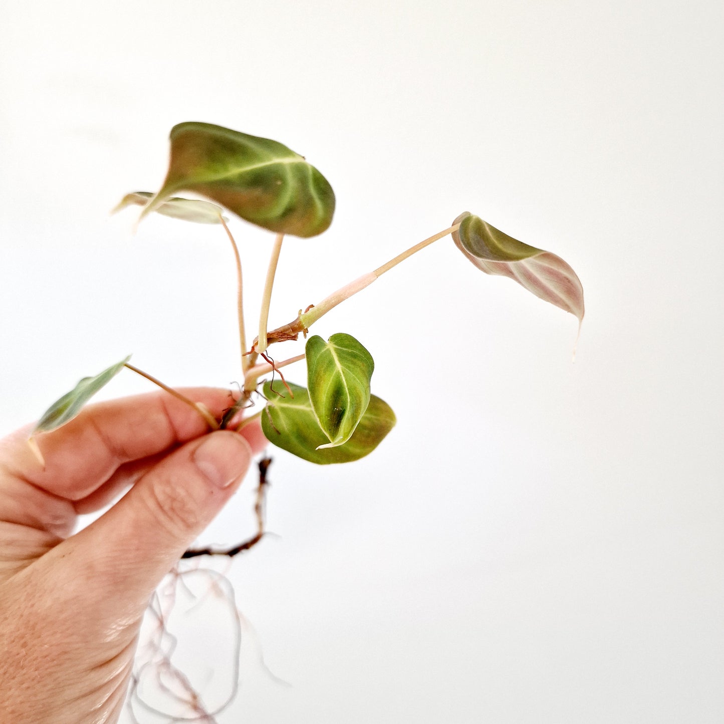 Philodendron Mican Variegated rooted cutting