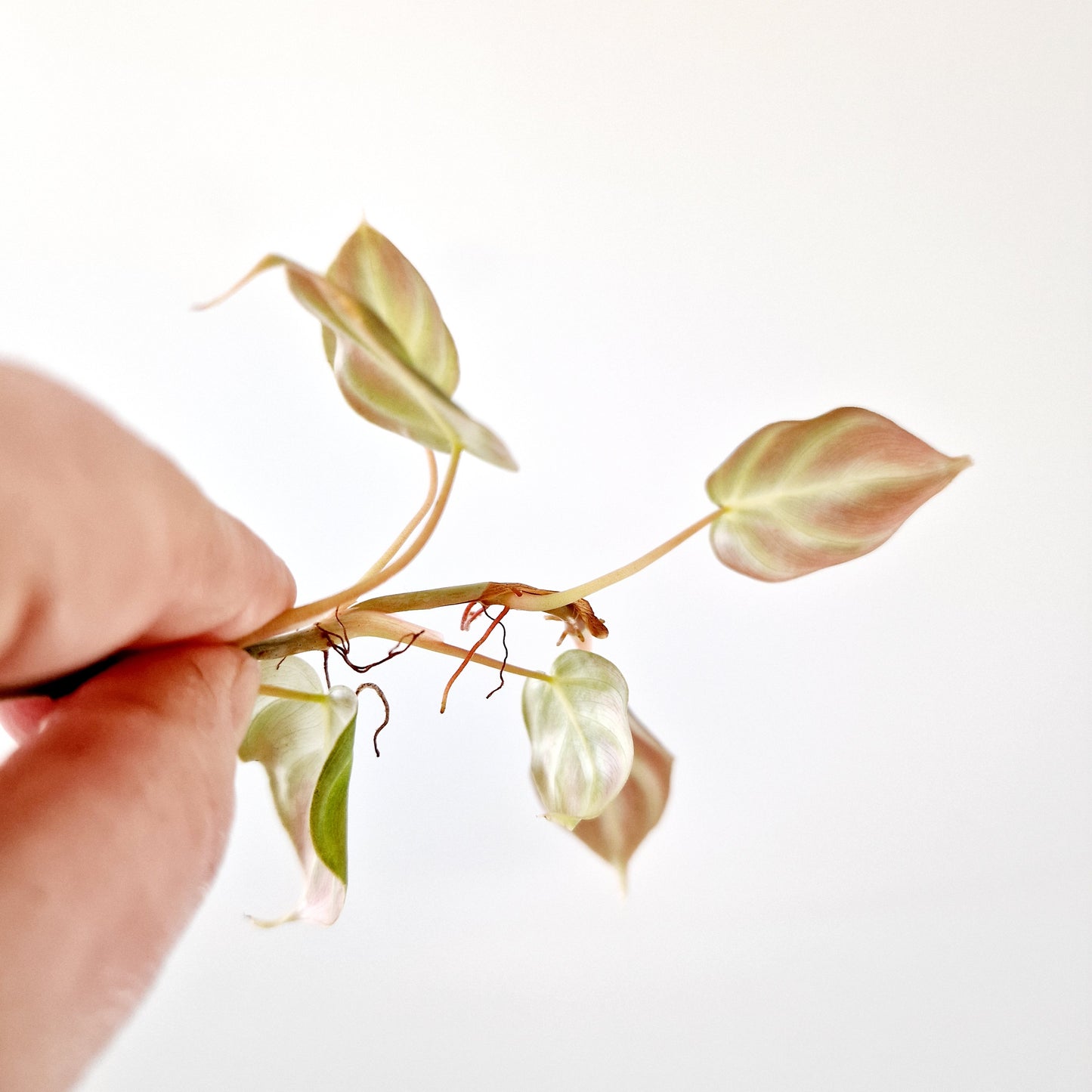 Philodendron Mican Variegated rooted cutting