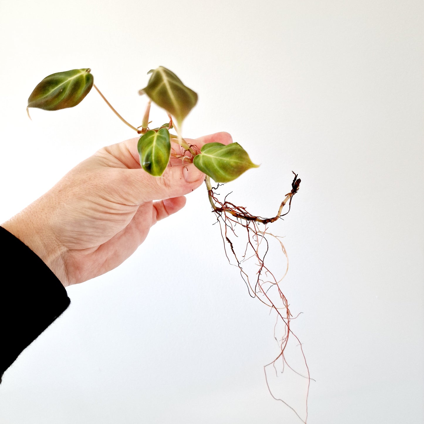 Philodendron Mican Variegated rooted cutting