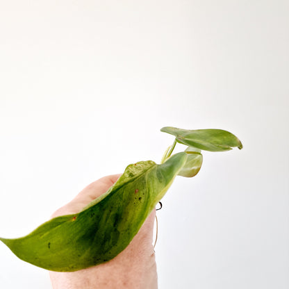 Philodendron Hederaceum Oxycardium Variegated rooted cutting