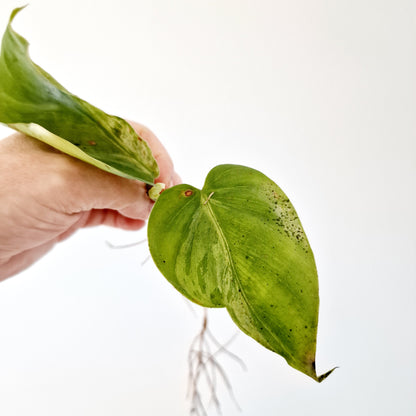 Philodendron Hederaceum Oxycardium Variegated rooted cutting