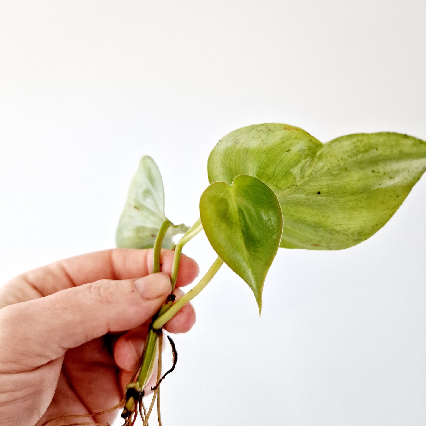 Philodendron Hederaceum Oxycardium Variegated rooted cutting