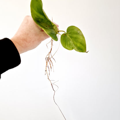 Philodendron Hederaceum Oxycardium Variegated rooted cutting