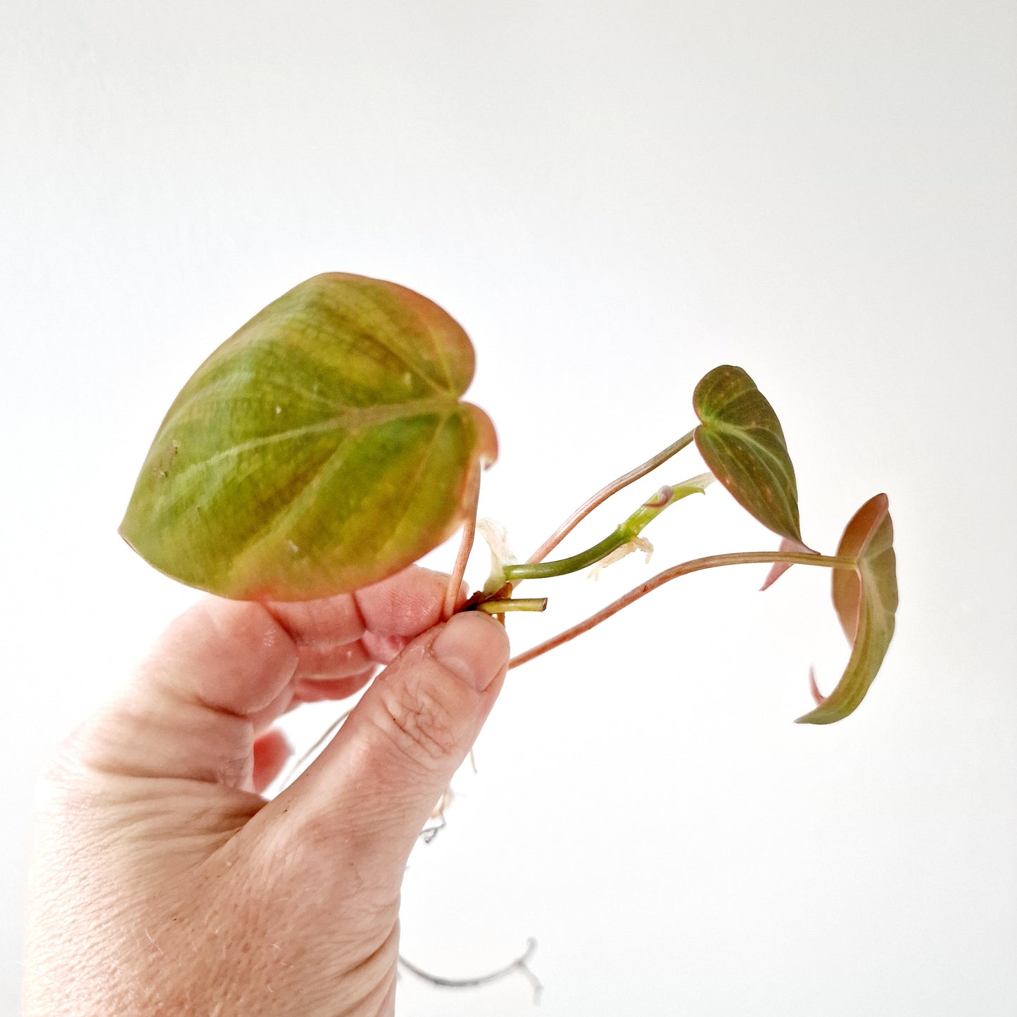 Philodendron Mican Variegated rooted cutting