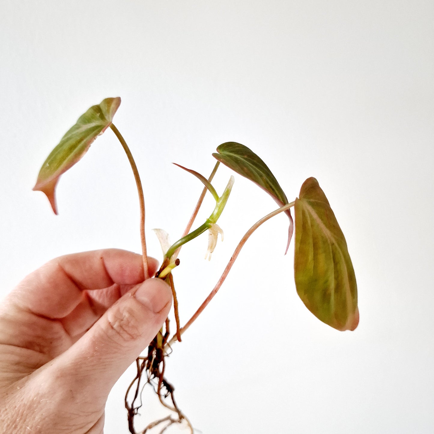 Philodendron Mican Variegated rooted cutting