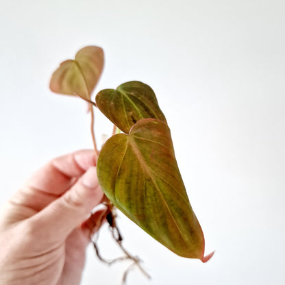 Philodendron Mican Variegated rooted cutting