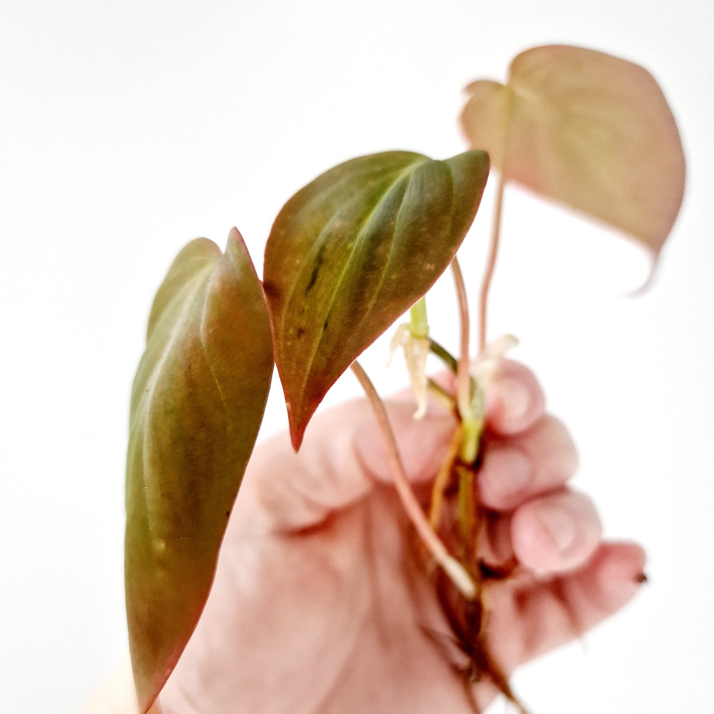 Philodendron Mican Variegated rooted cutting