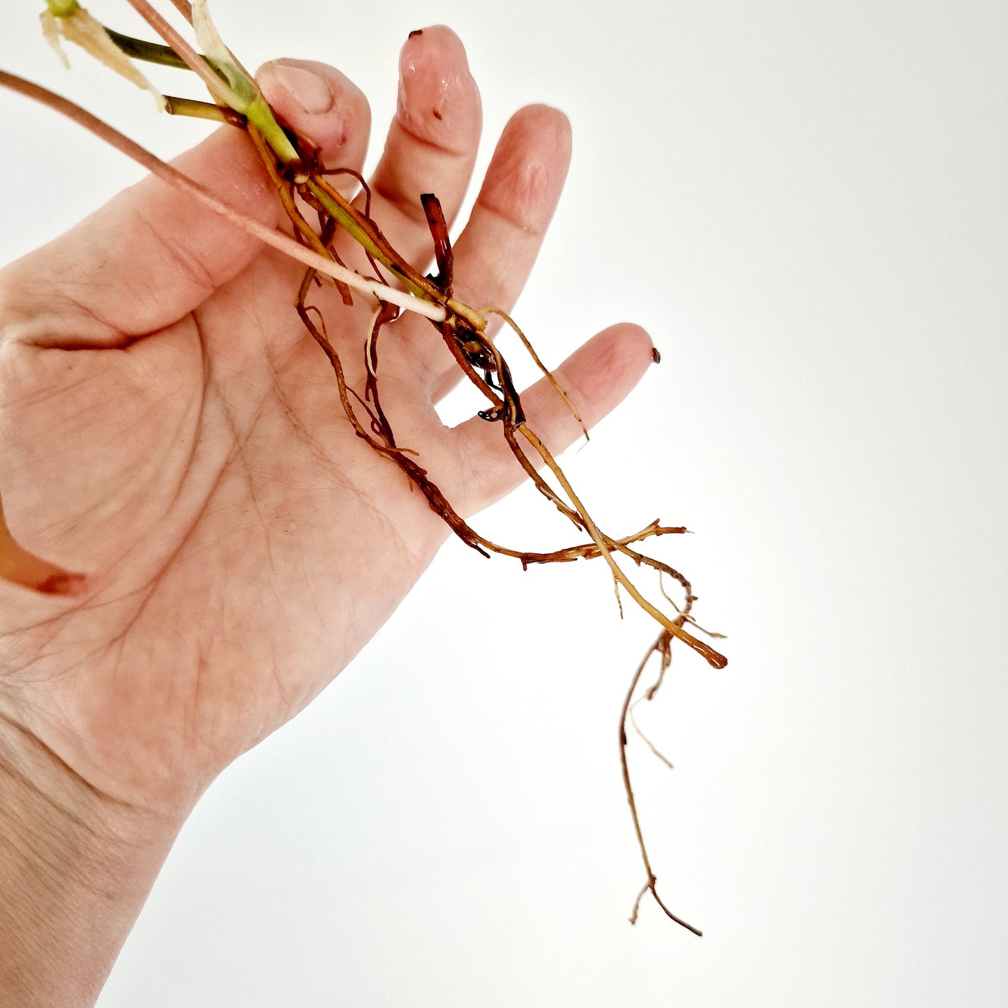 Philodendron Mican Variegated rooted cutting