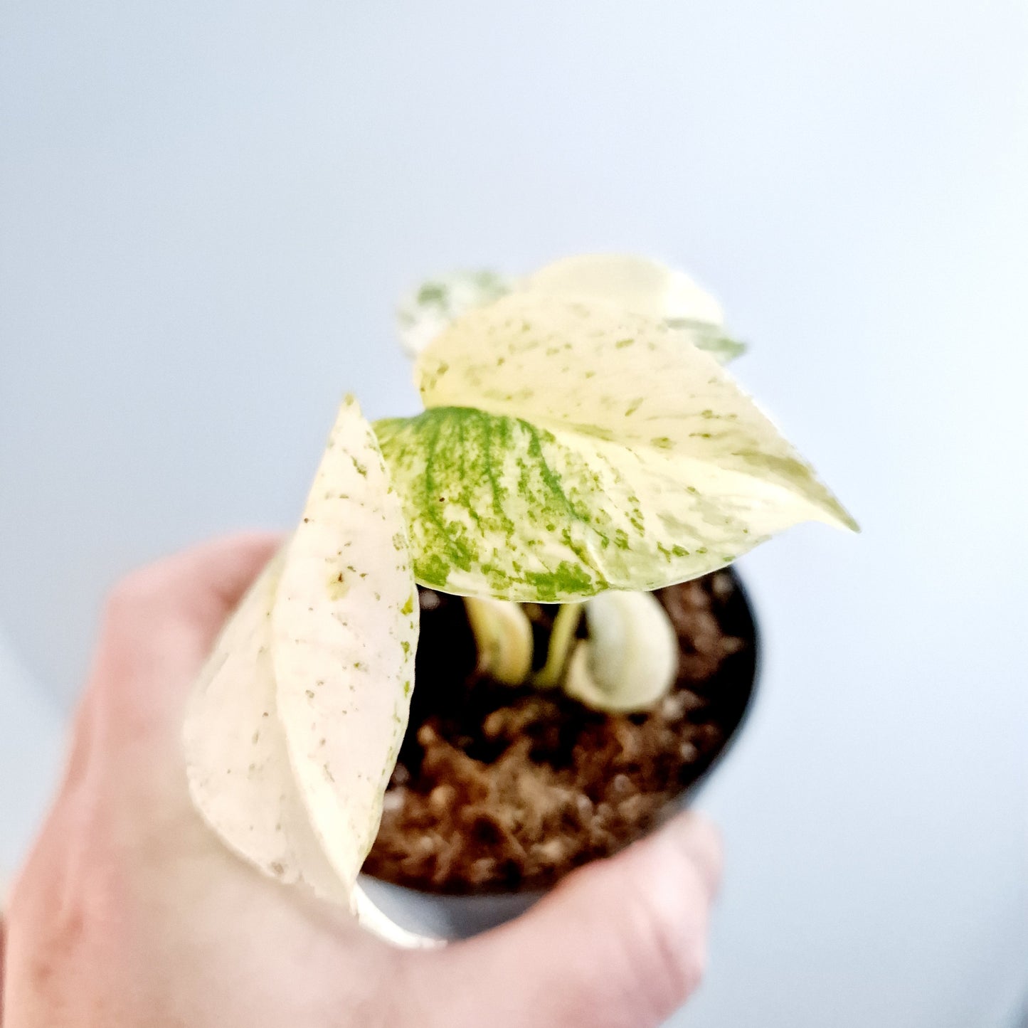 Monstera White Monster Rare Houseplant 8.5cm pot and a beautiful half moon leaf (6)