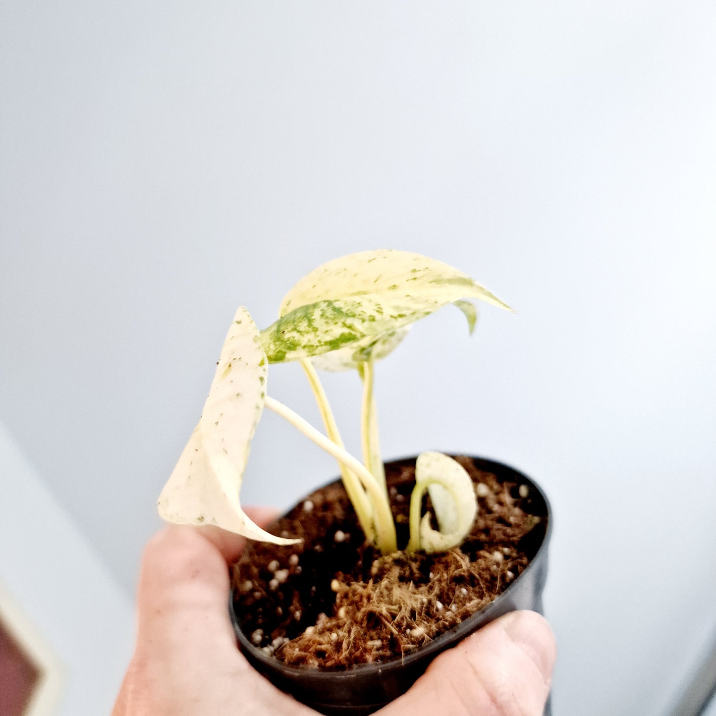 Monstera White Monster Rare Houseplant 8.5cm pot and a beautiful half moon leaf (6)