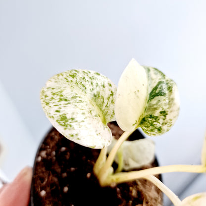 Monstera White Monster Rare Houseplant 8.5cm pot and a beautiful half moon leaf (6)