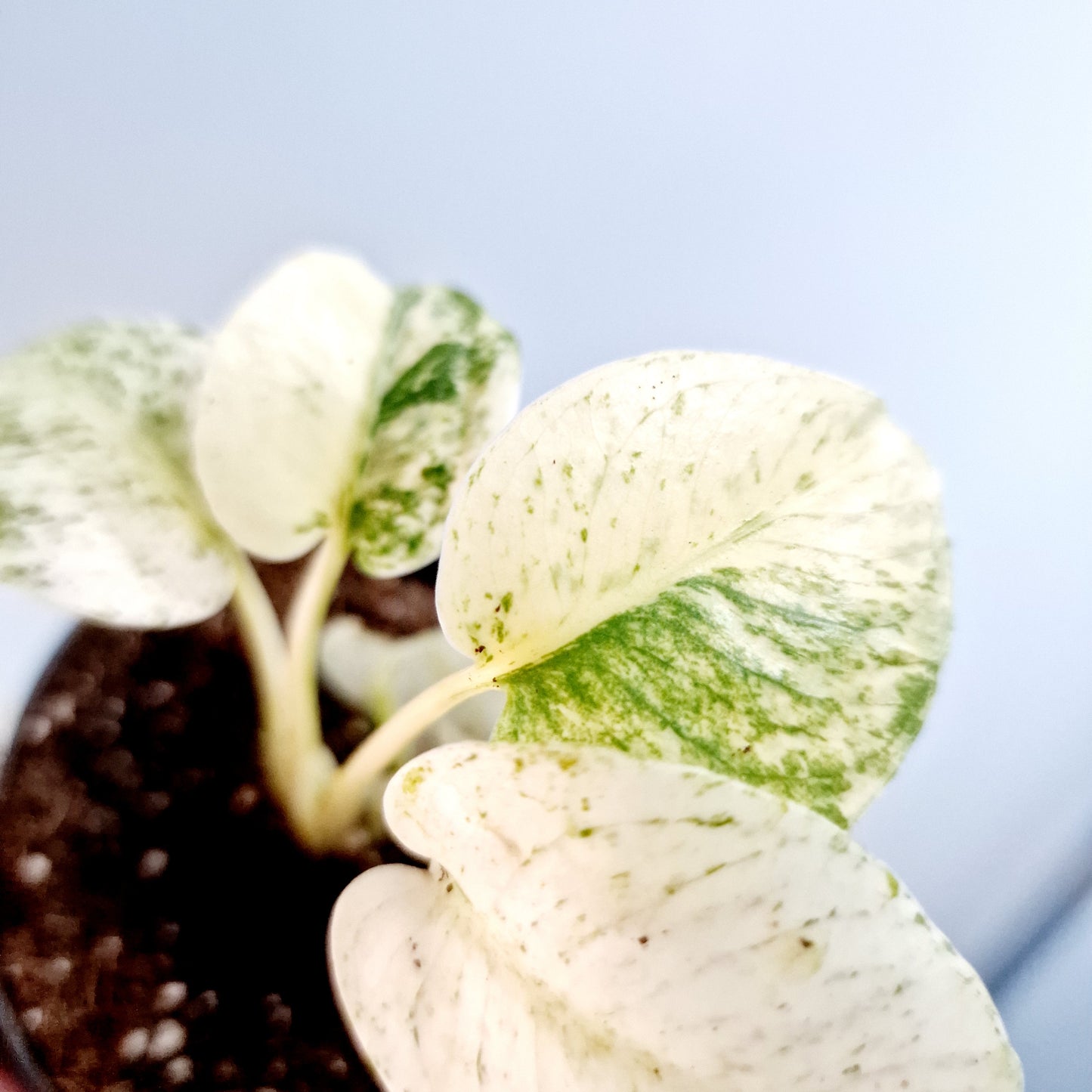 Monstera White Monster Rare Houseplant 8.5cm pot and a beautiful half moon leaf (6)