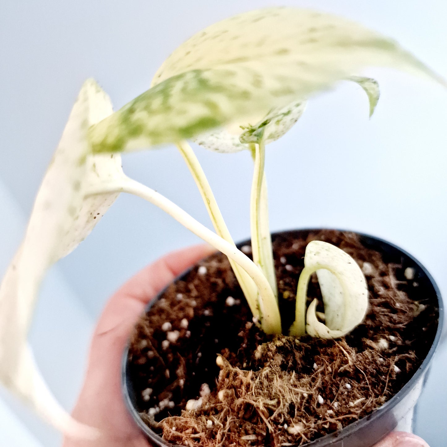 Monstera White Monster Rare Houseplant 8.5cm pot and a beautiful half moon leaf (6)