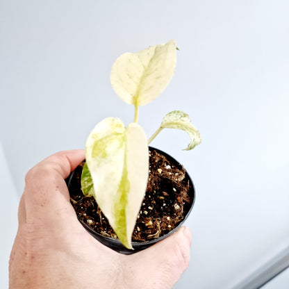 Monstera White Monster Rare Houseplant 8.5cm pot and a beautiful half moon leaf (5)