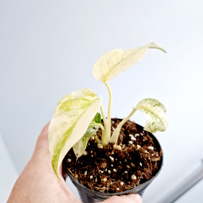 Monstera White Monster Rare Houseplant 8.5cm pot and a beautiful half moon leaf (5)