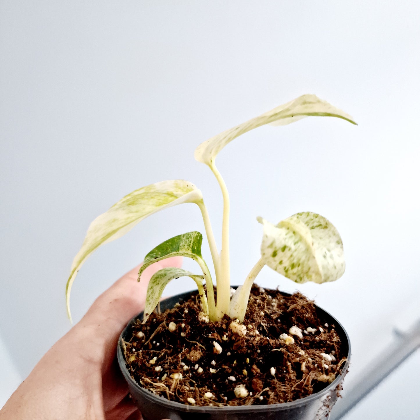 Monstera White Monster Rare Houseplant 8.5cm pot and a beautiful half moon leaf (5)