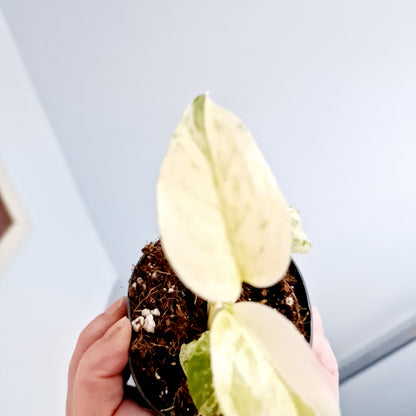 Monstera White Monster Rare Houseplant 8.5cm pot and a beautiful half moon leaf (5)