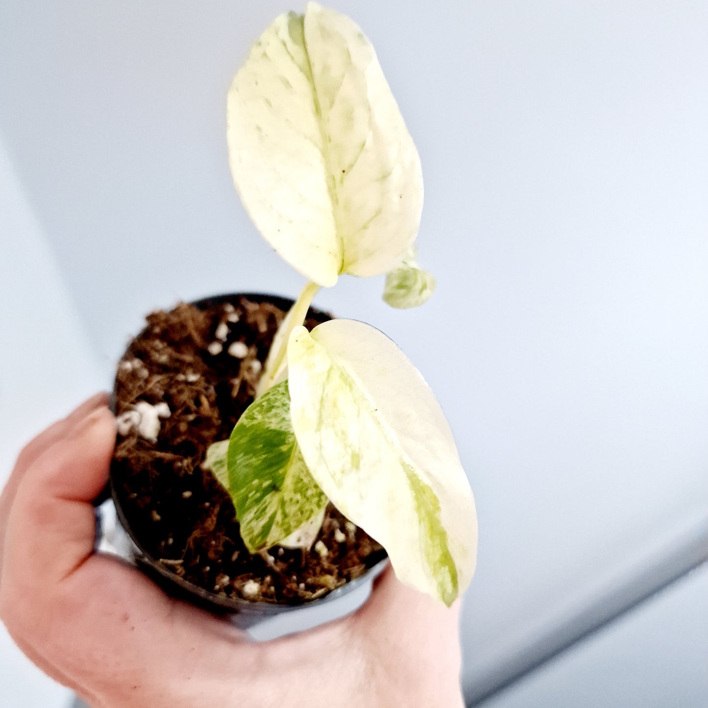 Monstera White Monster Rare Houseplant 8.5cm pot and a beautiful half moon leaf (5)