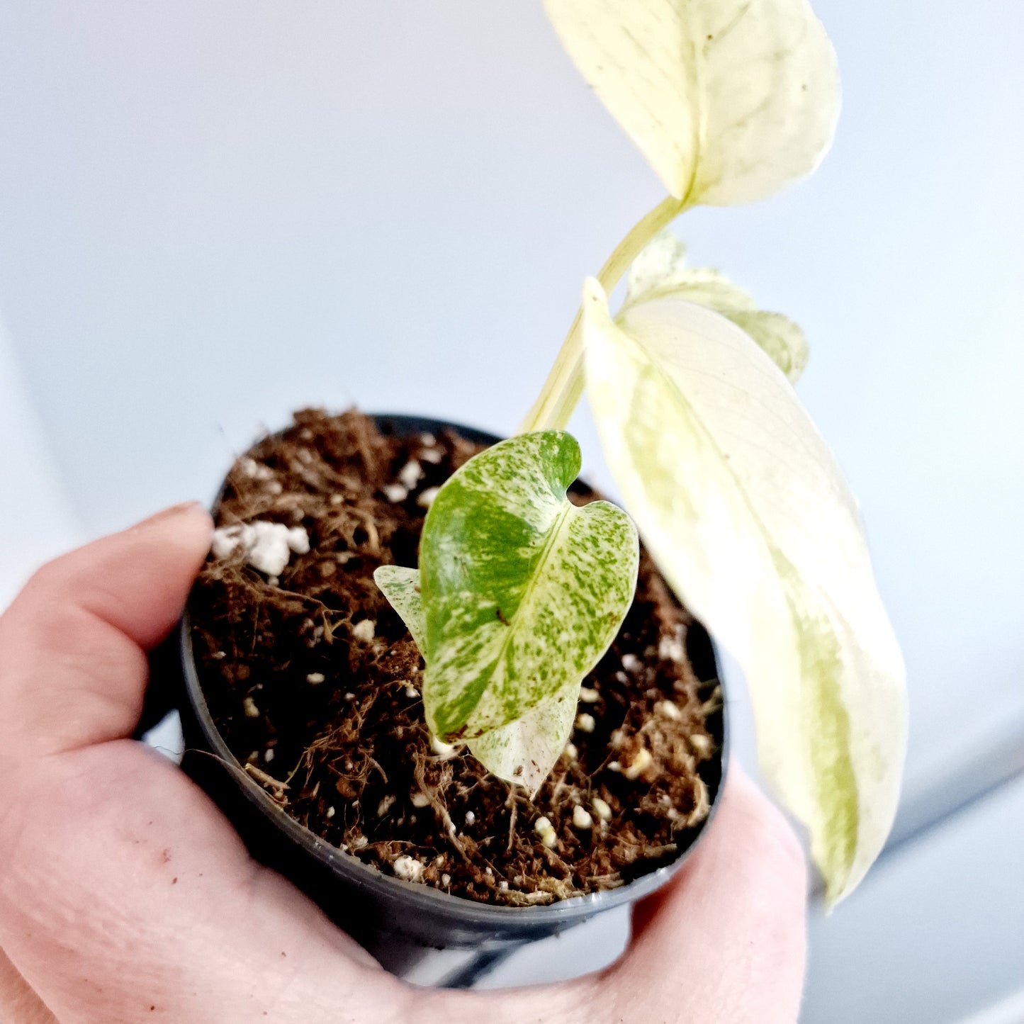 Monstera White Monster Rare Houseplant 8.5cm pot and a beautiful half moon leaf (5)