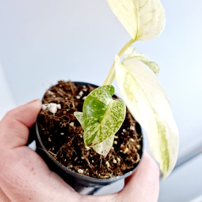 Monstera White Monster Rare Houseplant 8.5cm pot and a beautiful half moon leaf (5)