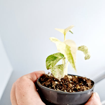 Monstera White Monster Rare Houseplant 8.5cm pot and a beautiful half moon leaf (5)