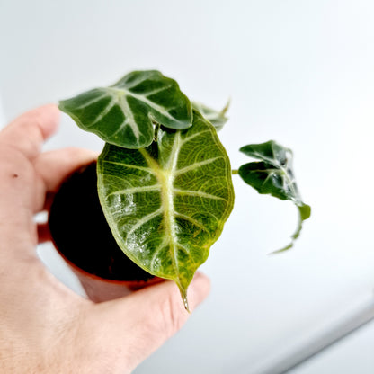 Alocasia Mandalay Rare Houseplant 7cm pot