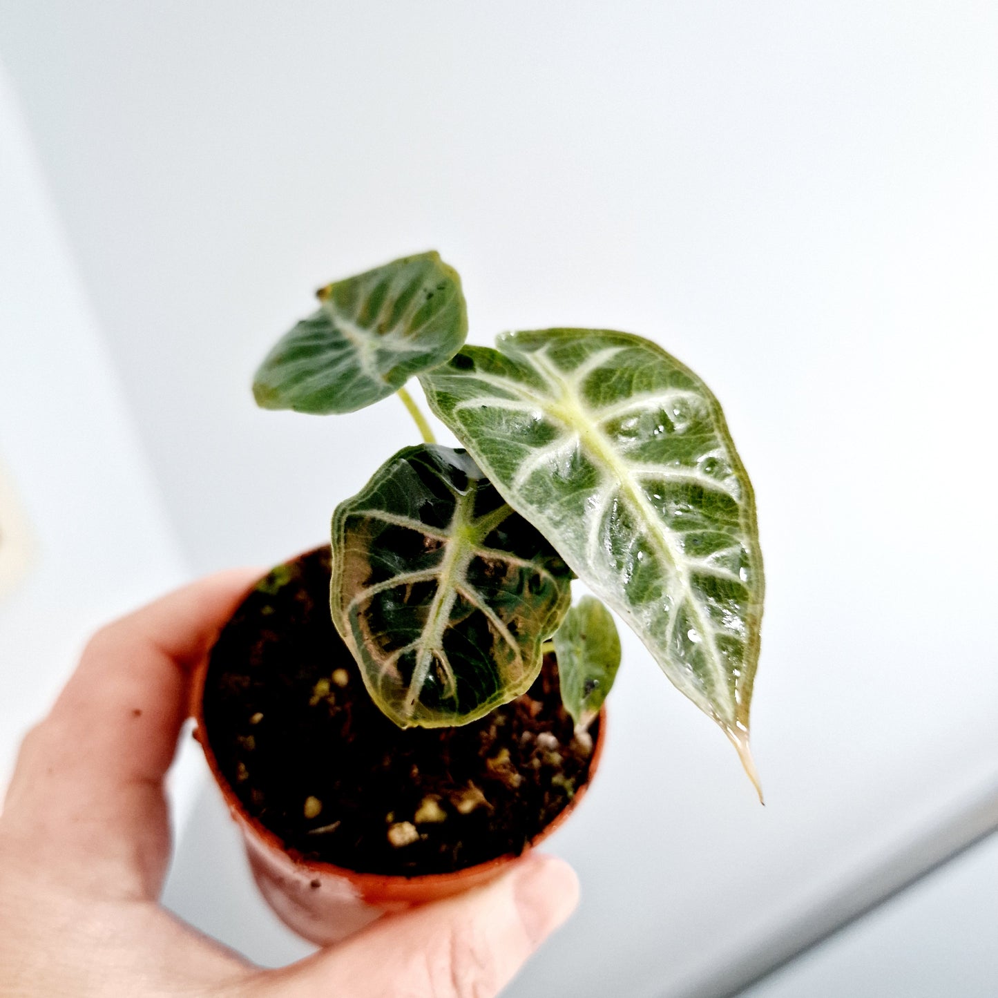 Alocasia Mandalay Rare Houseplant 7cm pot