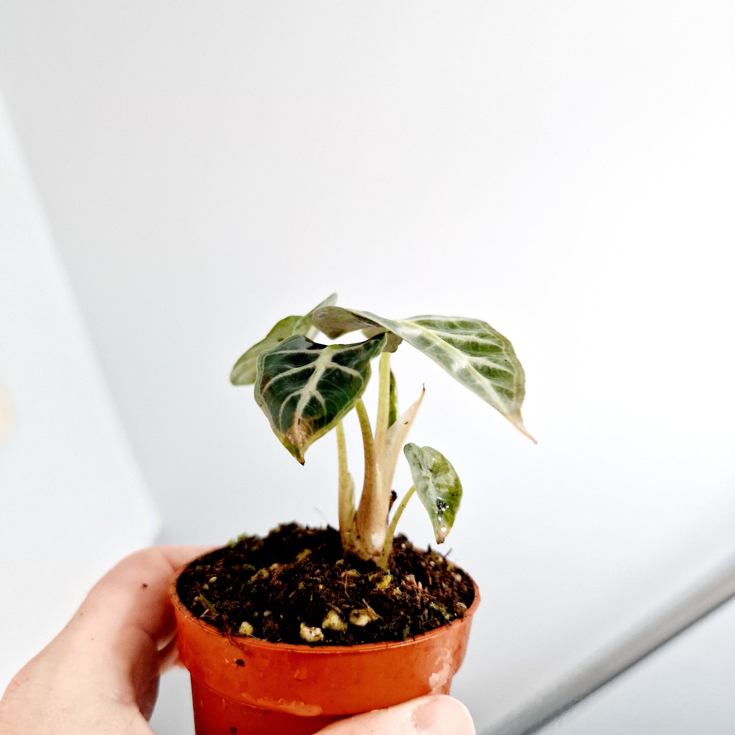 Alocasia Mandalay Rare Houseplant 7cm pot