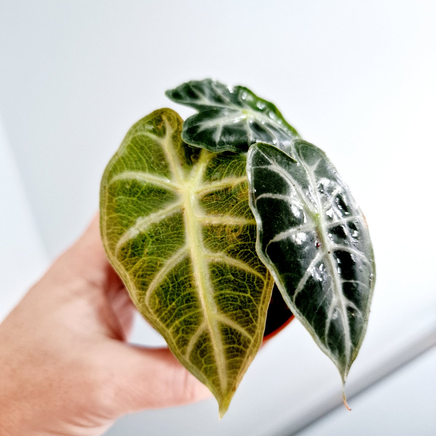 Alocasia Mandalay Rare Houseplant 7cm pot