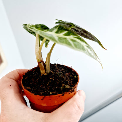 Alocasia Mandalay Rare Houseplant 7cm pot