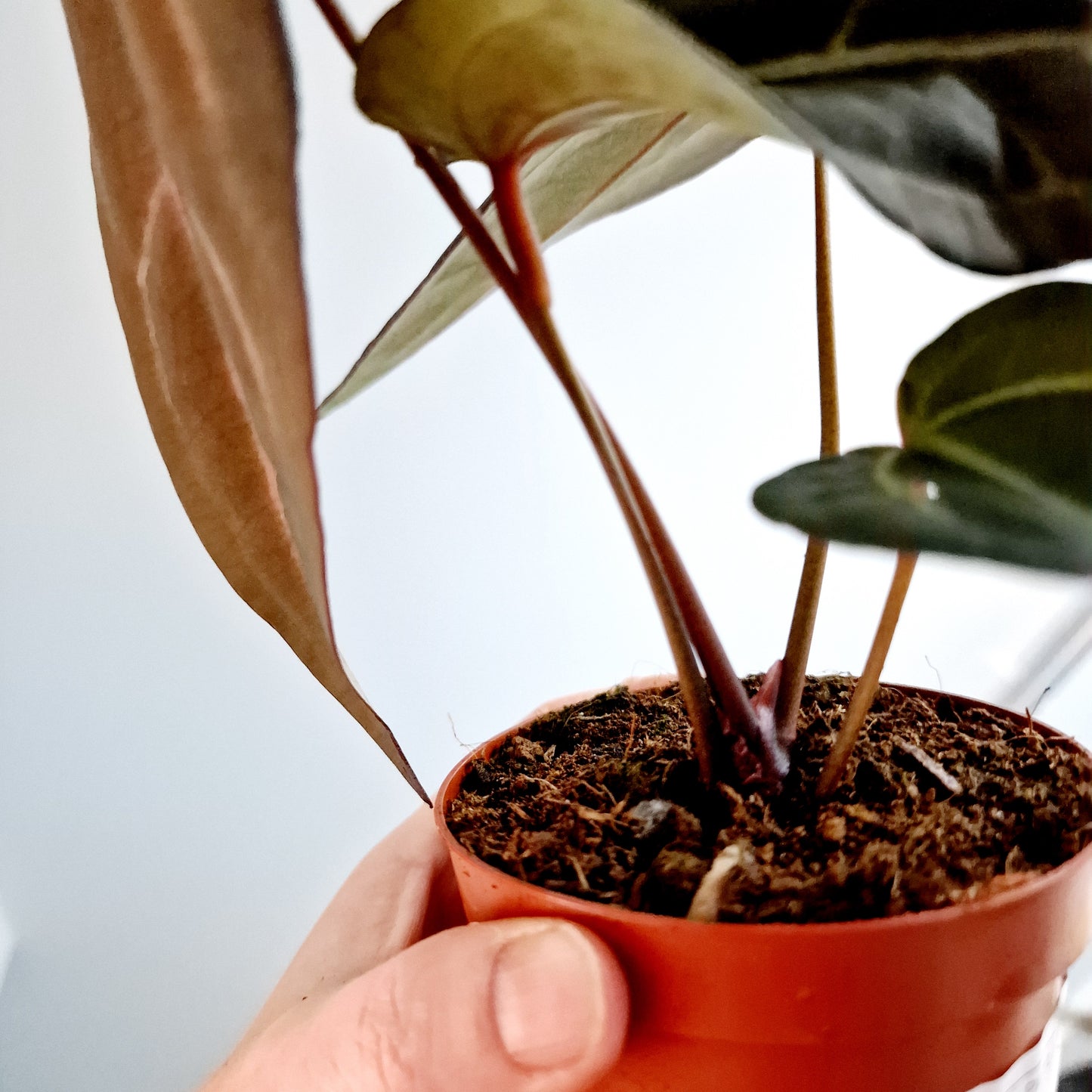 Anthurium Dark & Handsome 9 x Red Velvet Cake Rare Houseplant 7cm pot (1)