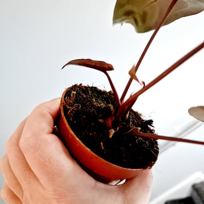 Anthurium Dark & Handsome 9 x Red Velvet Cake Rare Houseplant 7cm pot (3)