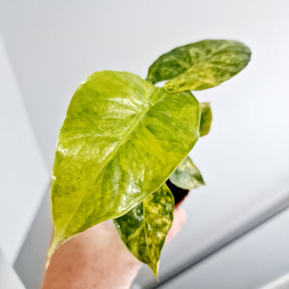 Alocasia Odora Aurea Variegation Rare Houseplant 7cm pot (1)