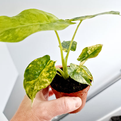 Alocasia Odora Aurea Variegation Rare Houseplant 7cm pot (1)